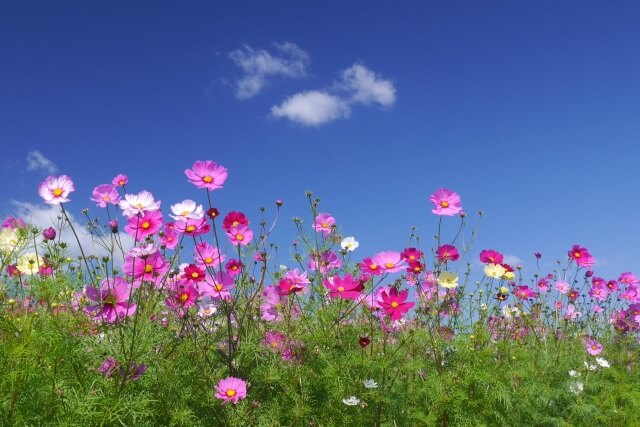 稲美町の花コスモス2