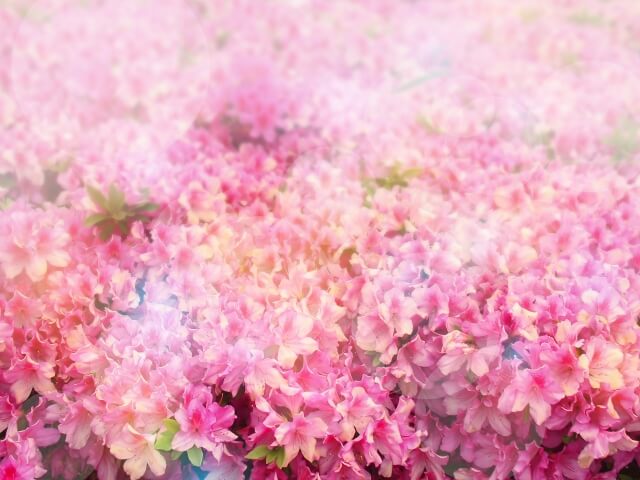 豊郷町の花ツツジ