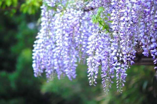 甲良町の花フジ