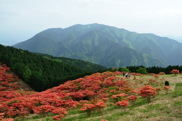 御所市葛城山つつじ園