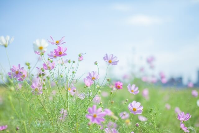 相生市の花コスモス