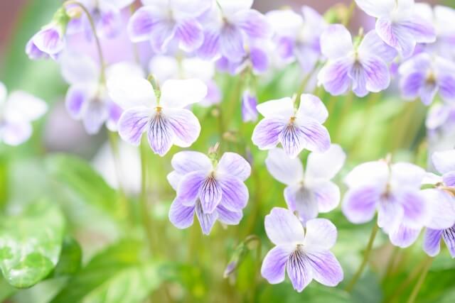 香芝市の花スミレ2