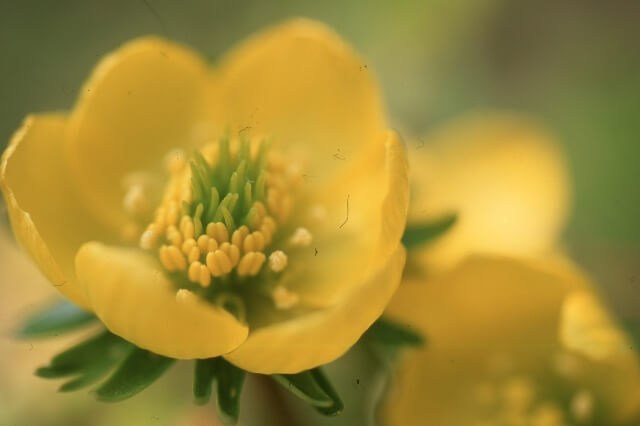 河合町の花福寿草