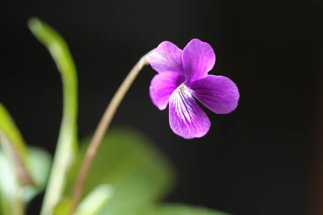 香芝市の花スミレ