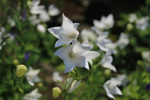 五條市の花キキョウ2