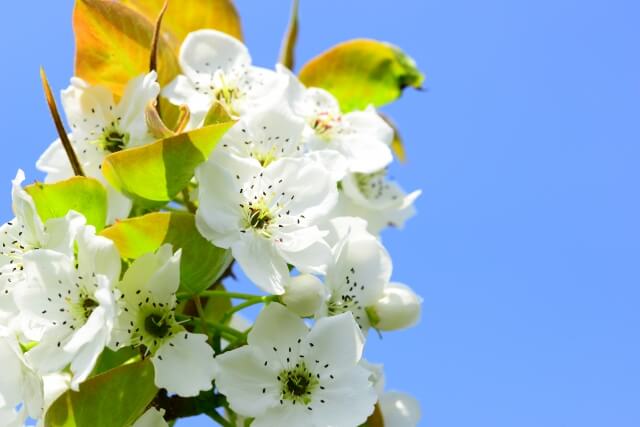 大淀町の花ナシ