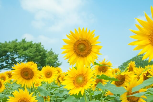 市川町の花ヒマワリ