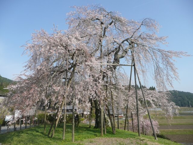 甲賀市の信楽町畑のしだれ桜