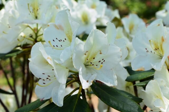 日野町の花シャクナゲ