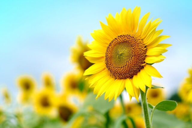 広陵町の花ひまわり