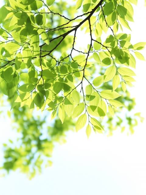 甲良町の木ケヤキ
