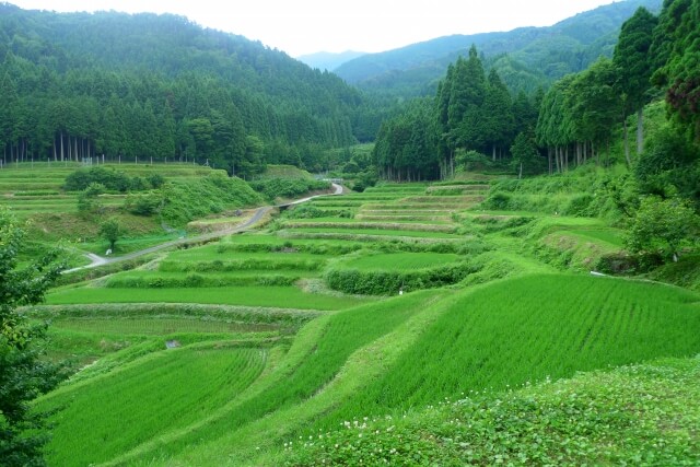 高島市の柵田