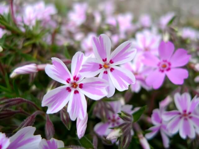 西脇市の花シバザクラ