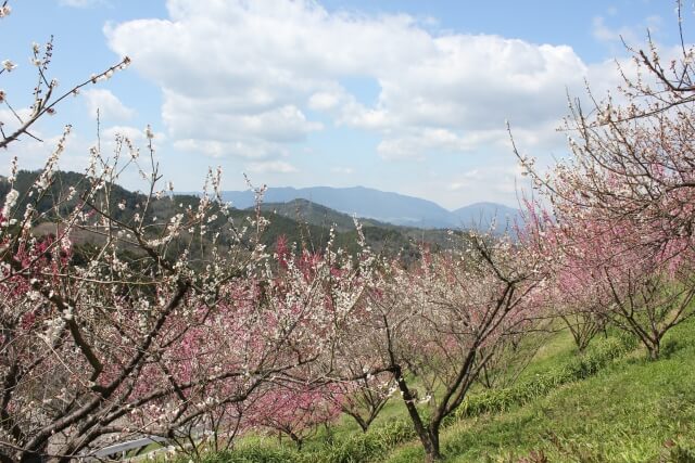 下市町の奈良広橋梅林