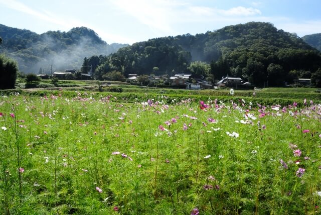 三田市の里山