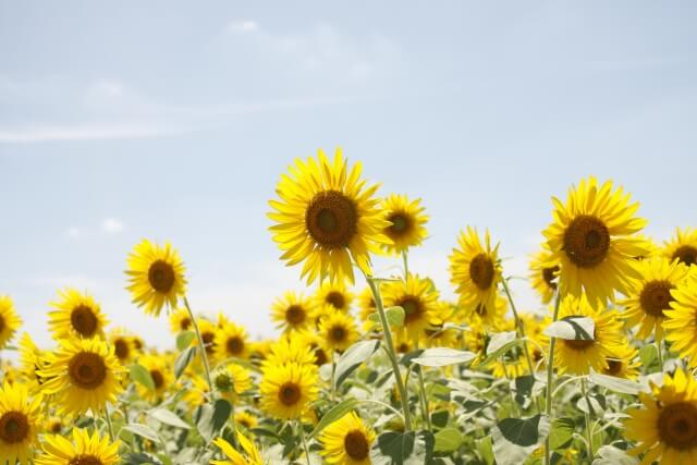小野市の花ひまわり