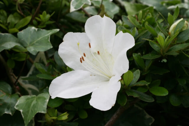 三田市の花サツキ