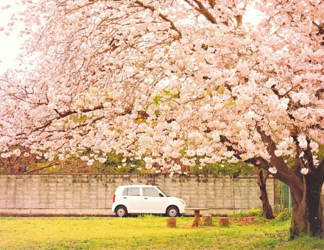 大和高田市の桜