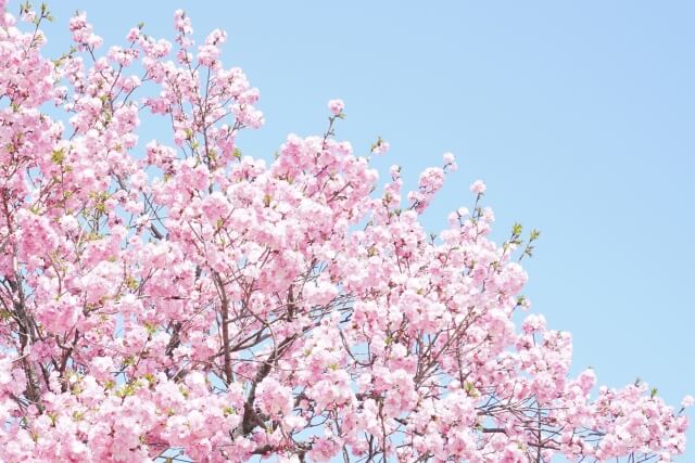 朝来市の花サクラ2