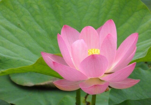 守山市の花妙蓮