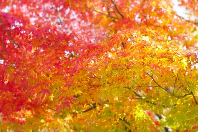 愛荘町の花もみじ