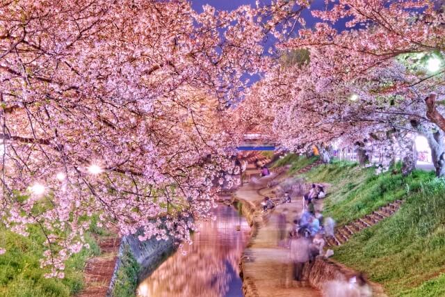 大和高田市大和桜