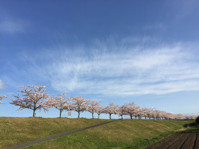 小野市おの桜づつみ回廊