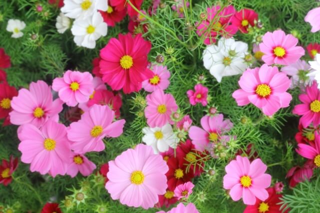 稲美町の花コスモス