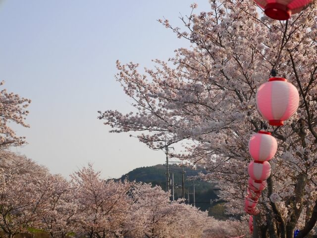 猪名川町の桜並木