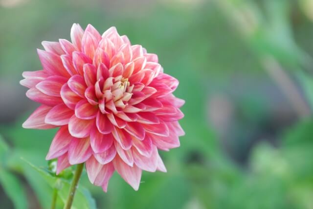 上郡町の花ダリア