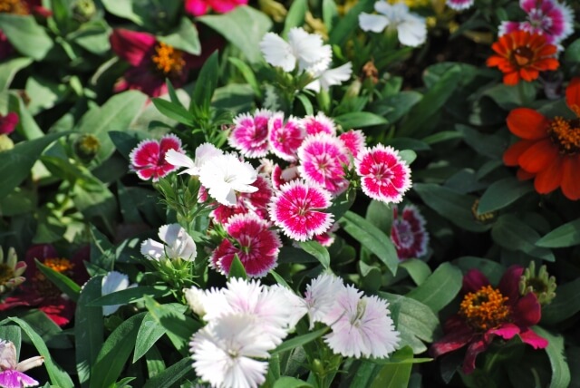 安堵町の花ナデシコ