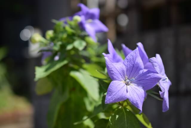 五條市の花キキョウ