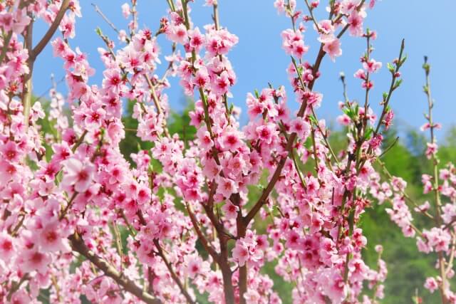 紀の川市の花モモ