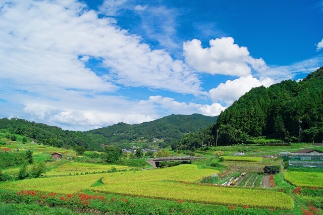 明日香村の柵田