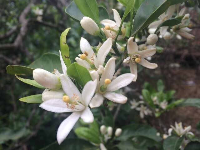 有田市の花みかん