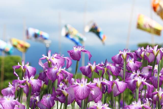 城陽市の花花菖蒲