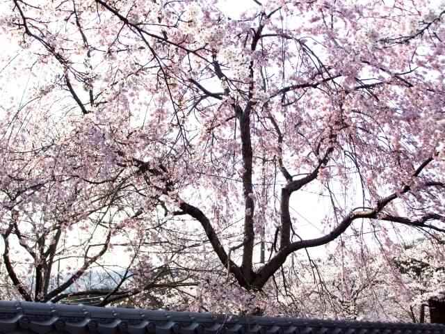 岩出市根来寺の枝垂れ桜