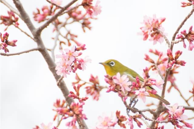 大山崎町の鳥ウグイス