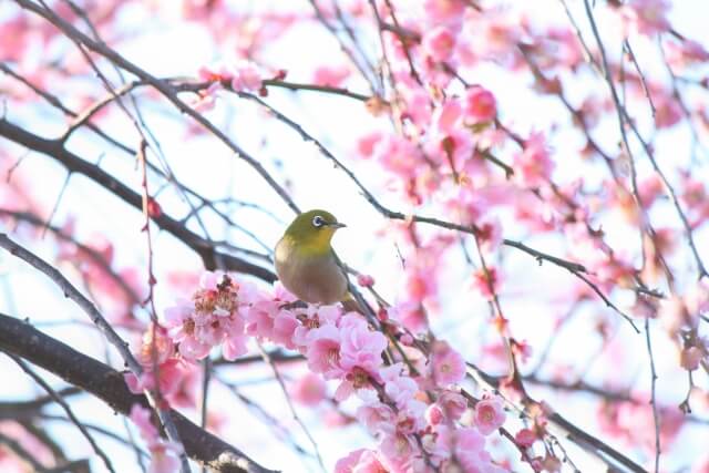 岩出市の鳥ウグイス