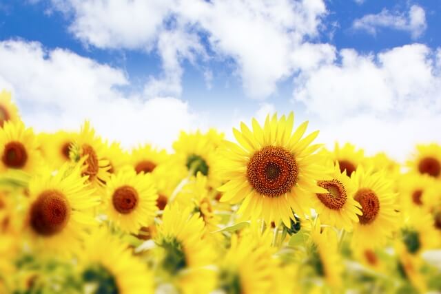 美浜町の花ひまわり