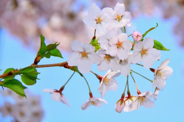 笠置町の花ソメイヨシノ