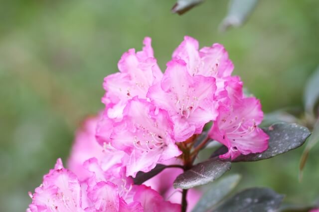 野迫川村の花シャクナゲ