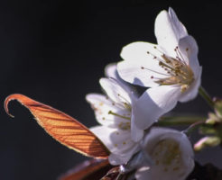 南山城村の花山桜