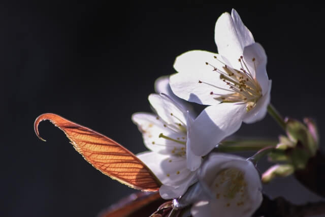 南山城村の花山桜