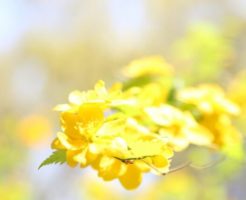 川上村の花ヤマブキ