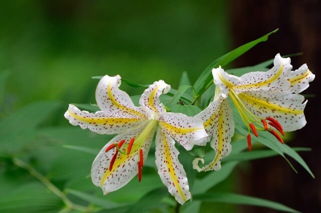 上北山村の花ヤマユリ