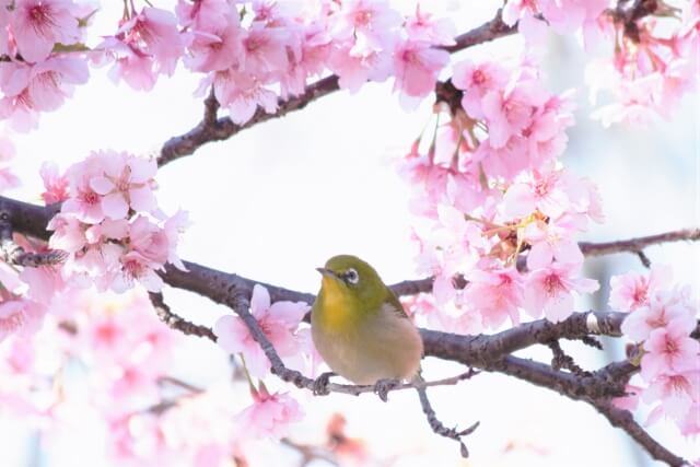 御杖村の鳥ウグイス