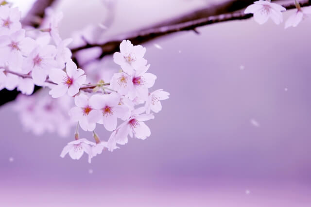 玉城町の花サクラ