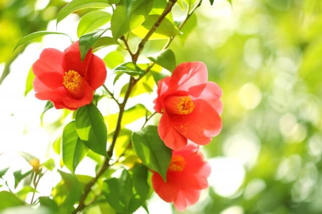 里庄町の花ツバキ