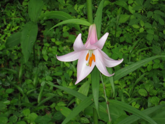 多気町の花ササユリ